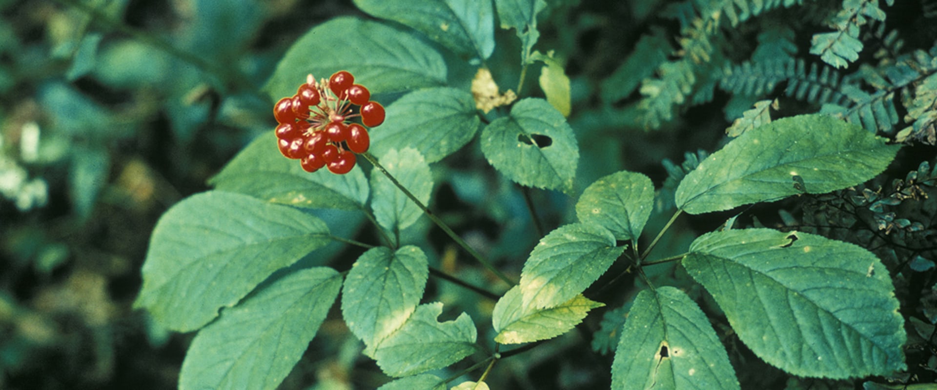 The Power of American Ginseng: Uses and Benefits