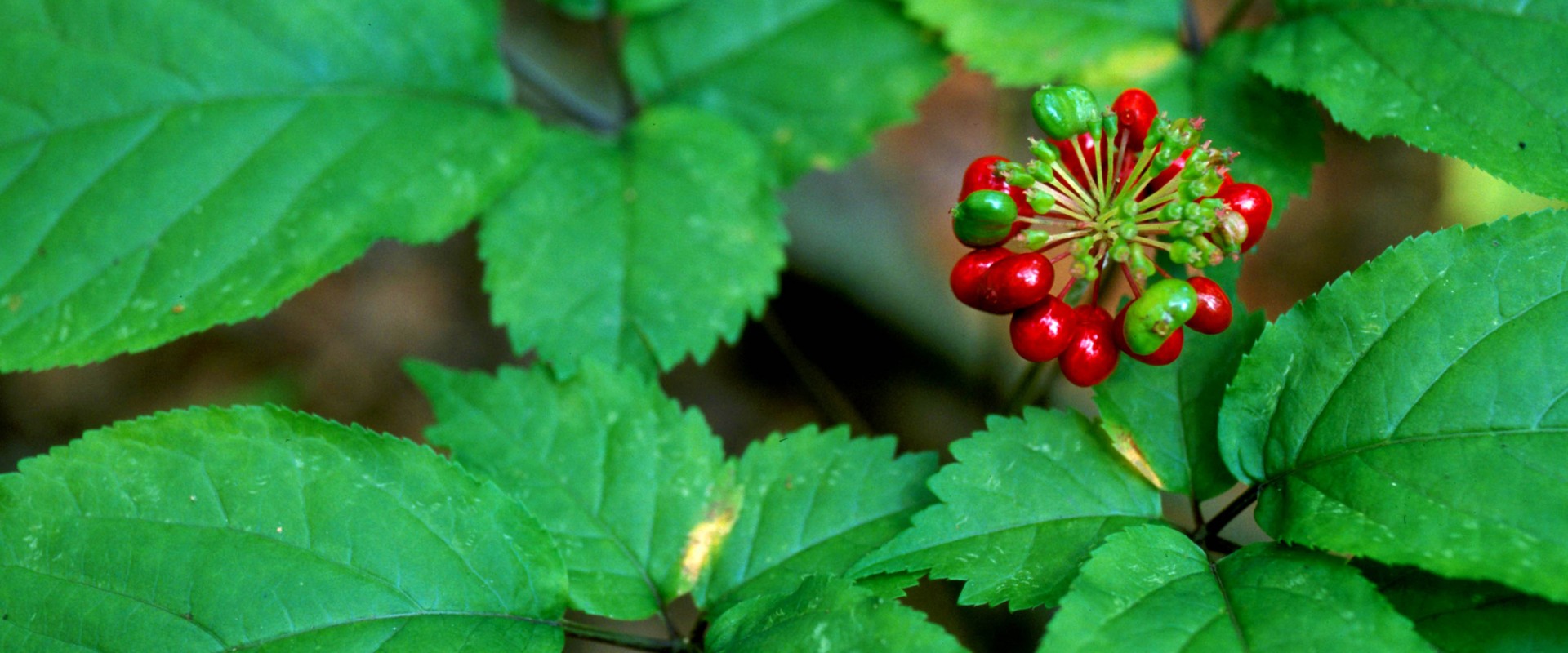 The Endangered Wild Ginseng in Appalachia: A Conservationist's Perspective on American Ginseng Uses