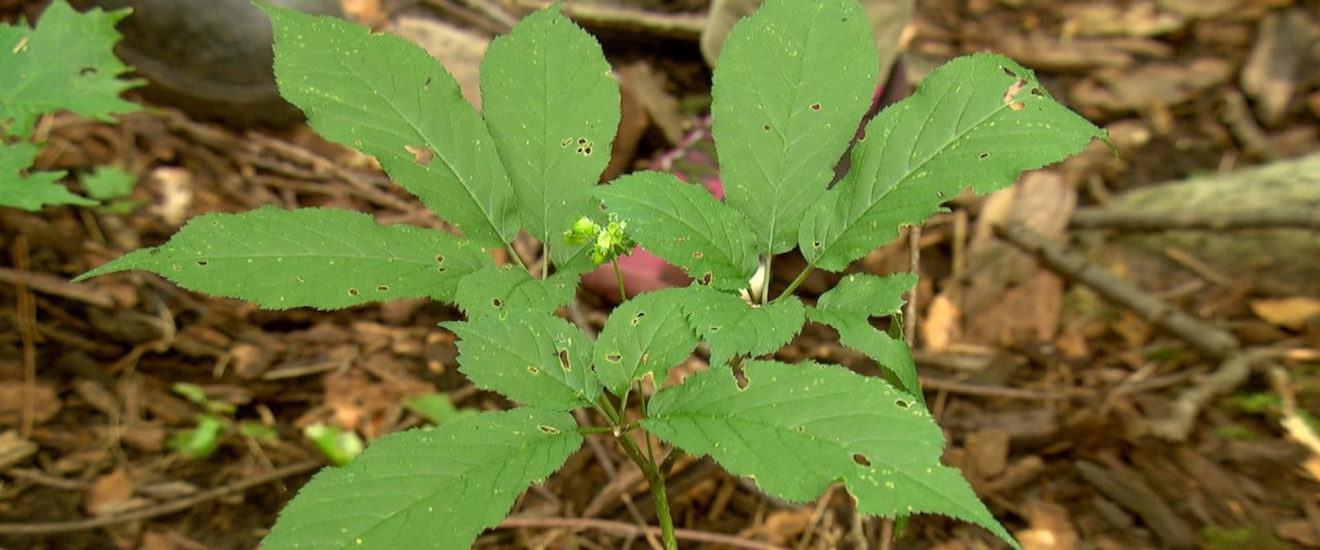 The Endangered American Ginseng: Understanding Its Uses and the Urgent Need for Conservation