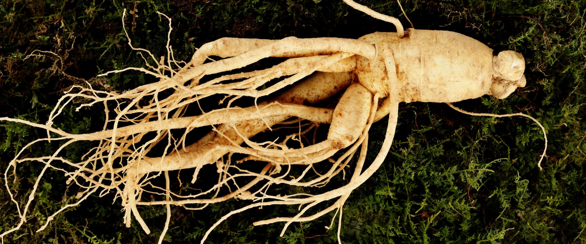 The Daily Use of American Ginseng: Benefits, Risks, and Recommendations