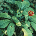 The Healing Power of American Ginseng for Kidney Health
