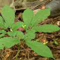 The Endangered American Ginseng: A Call to Action for Conservation