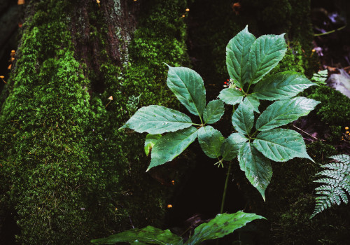 The Fascinating World of American Ginseng: Distribution and Habitat