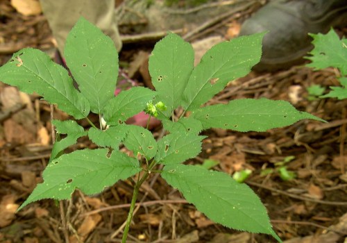 The Endangered American Ginseng: A Call to Action for Conservation